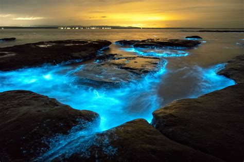 Bioluminescent Waves Laguna Beach 2024 - Gladys Courtney