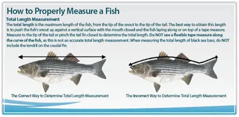 Striped Bass Weight Calculator – MyWaterEarth&Sky