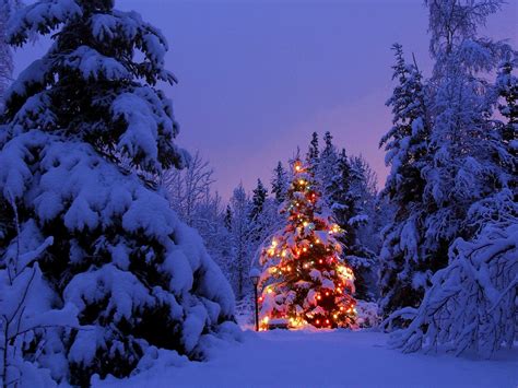 Christmas, Christmas Tree, Winter, Snow, Christmas Lights, Forest ...