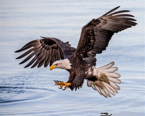 Eagle Flying HD