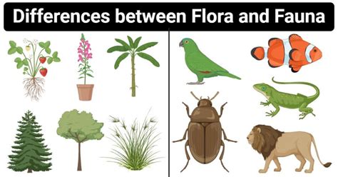 12 differences between Flora and Fauna (Flora vs Fauna) | Fauna, Flora ...