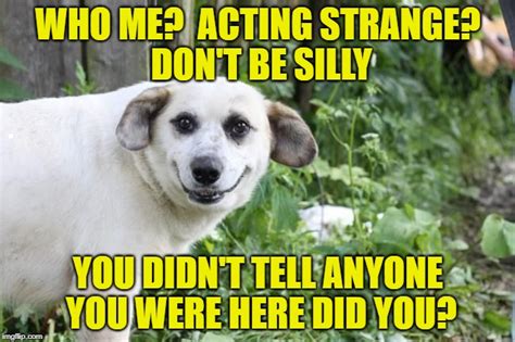 Creepy Dog Meme