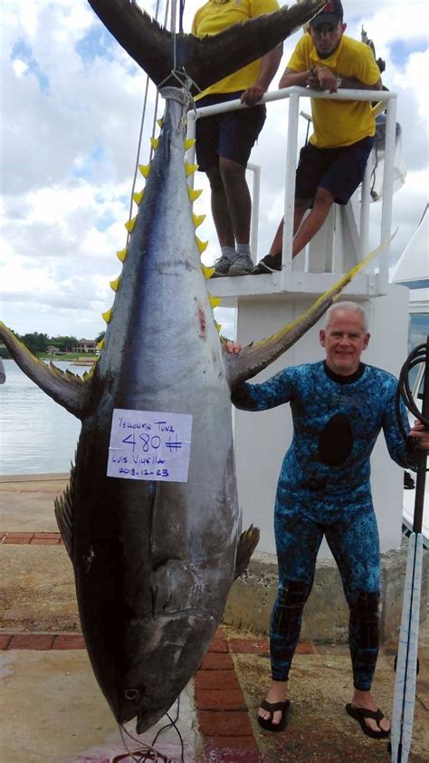 NEW Record Yellowfin Tuna Landed In Dominican Republic - PointClickFish.com