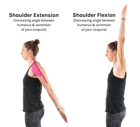 Flexion And Extension