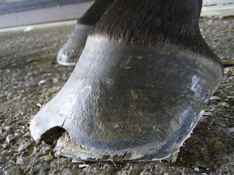 Hoof Help: White Line Disease | US Equestrian