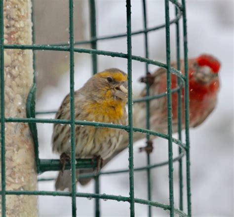 Male Orange Morph House Finch - FeederWatch