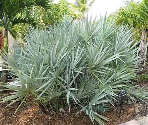 How to Grow and Care for the Saw Palmetto Palm (Serenoa repens)