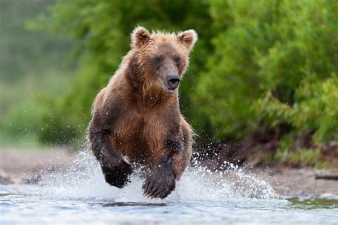 Kamachatka Brown Bear Photography by Sergey Gorshkov