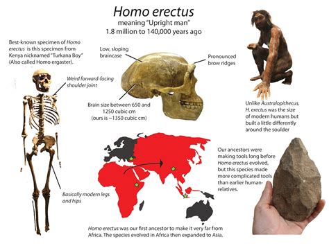 New Thoughts on Human Origins.