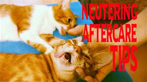 Cat neutering aftercare:tips inside,things you should and shouldn't do ...