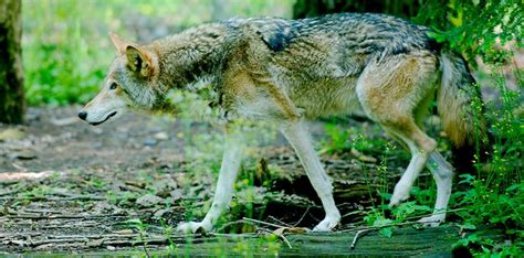 Red Wolf | Starmind Conservation