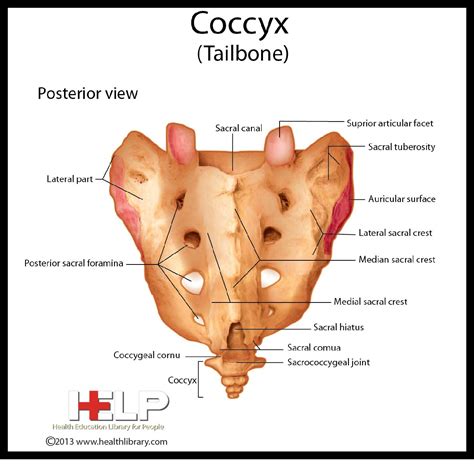 Coccyx Tailbone | School help, Anatomy and physiology, Teaching tools