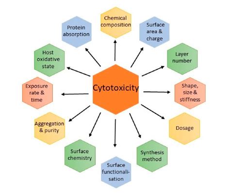 Various factors determine the potential cytotoxicity and... | Download ...