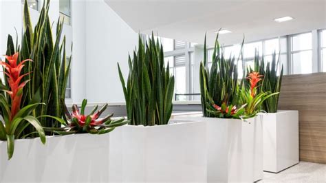 office-plants-T | NewPro Blog