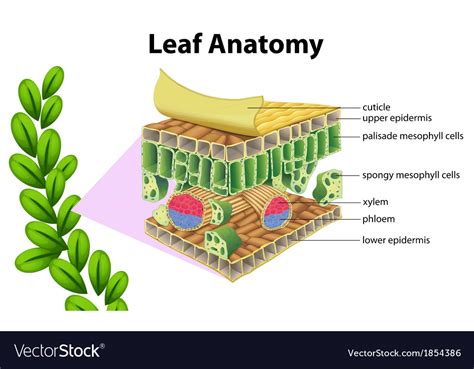 Leaf anatomy Royalty Free Vector Image - VectorStock