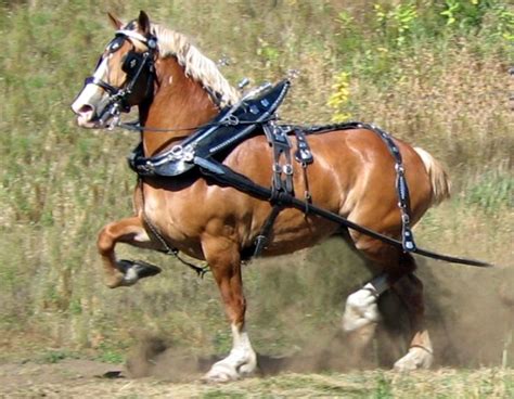 Horses, Clydesdale horses, Belgian horse