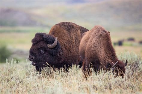 Bison Mating Season in Yellowstone National Park 2025 - Rove.me