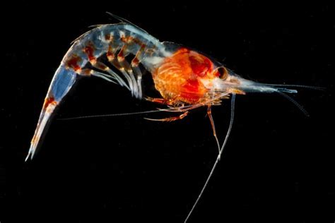 Shell of bioluminescent shrimp not only glows but detects light ...