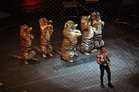 Training big cats, and other circus animals - HubPages