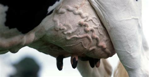 Four practical approaches to managing udder health, combating mastitis ...