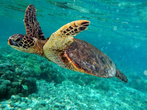 Green Sea Turtles Swimming Images & Pictures - Becuo