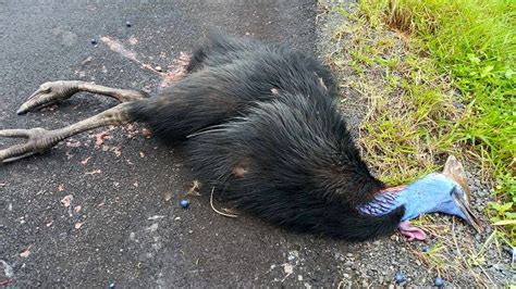 Another Cassowary dies on road as Government withdraws support for help ...