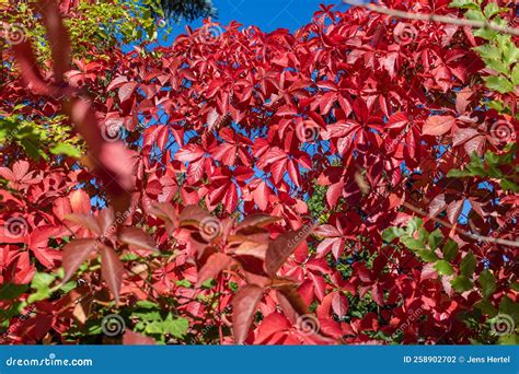 Virginia Creeper in Fall Color Stock Photo - Image of pattern, foliage ...