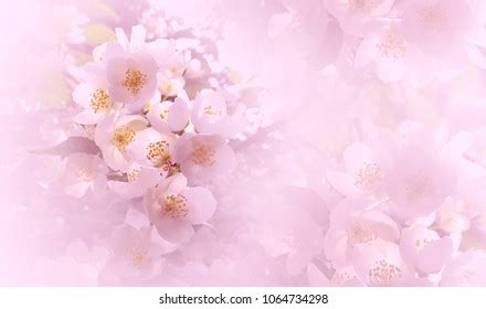 89 Background Flower Light Pink Images & Pictures - MyWeb