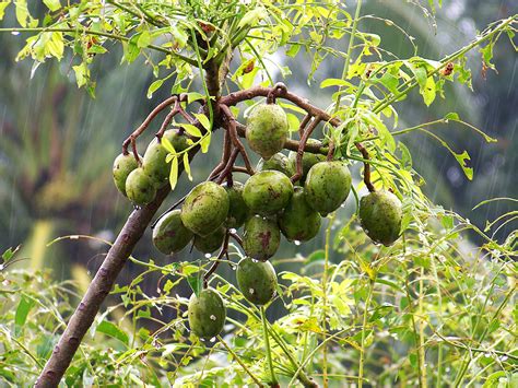 Buy Hog Plum (Amra) Fruit Plant Online | Purchase Now