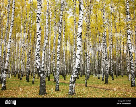 October autumn birch grove Stock Photo - Alamy