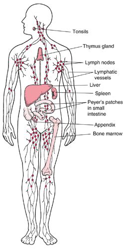 How does the lymphatic system help provide immunity? | Socratic