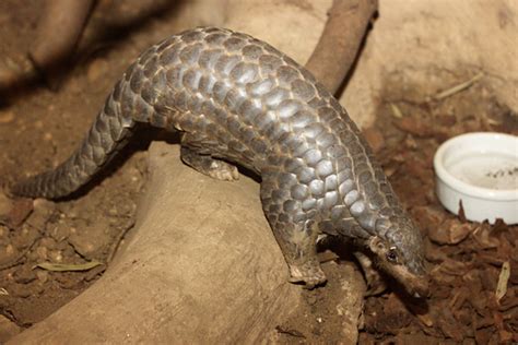 Meet the Species: Chinese Pangolin - PANGOLINS