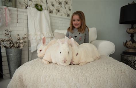 Albino Rabbits with Red Eyes Adopted | Best Friends Animal Society