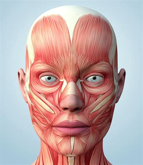 Muscular System Head