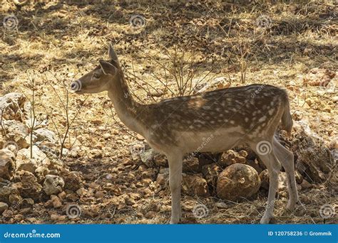 Wild Animals. Female Spotted Deer in Its Natural Habitat Stock Photo ...