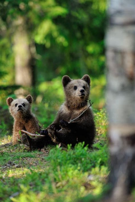 Bear with Cubs in the Forest Stock Image - Image of brown, evening ...