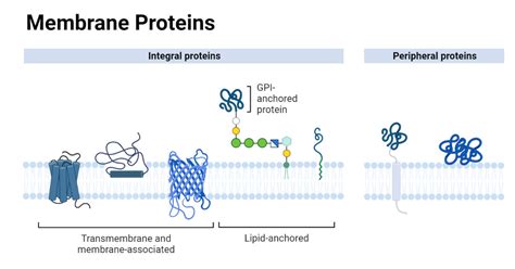 Membrane Proteins: Structure, Types, Functions