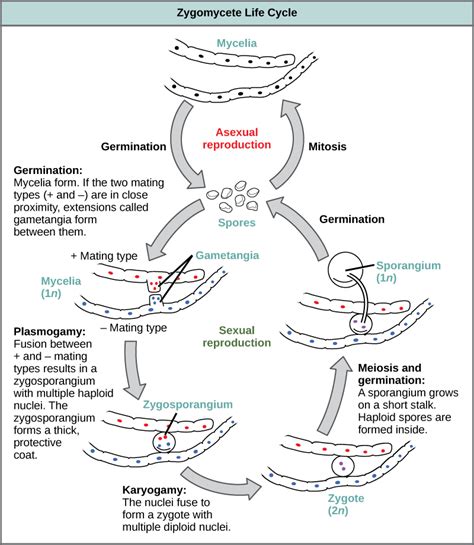 Classifications of Fungi | Biology I