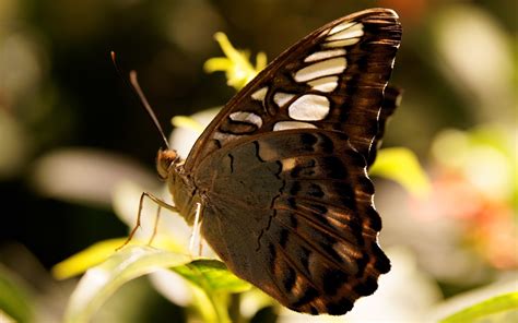 Brown butterfly wallpaper | 1920x1200 | #11934