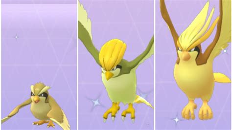 Evolving Shiny Pidgey in Pokemon Go - Shiny Pidgeotto & Shiny Pidgeot ...