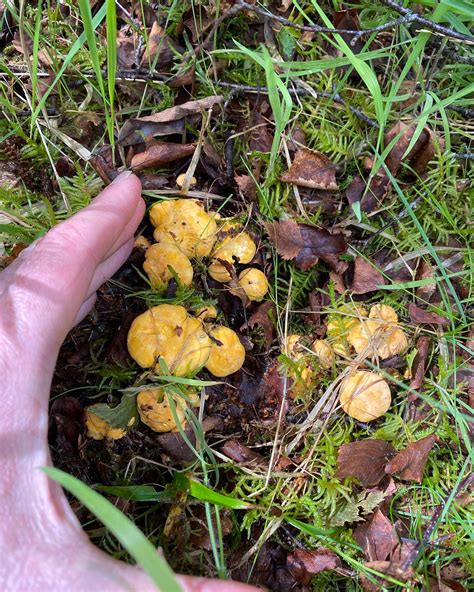 Here they are!! Too little... - Foraging With Coeur Sauvage