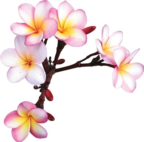 Plumeria Clipart Sticker - Çiçekler Png Transparent Png - Full Size ...