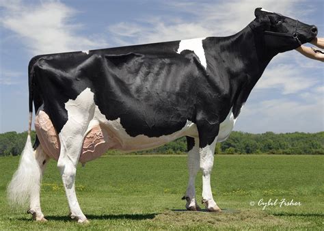 Breeds of Dairy Cattle | Dairy Moos