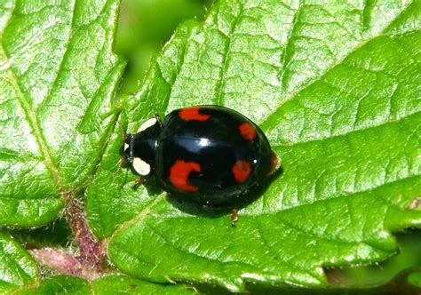 Northwest Norfolk Naturalists: The Ladybirds of Northwest Norfolk