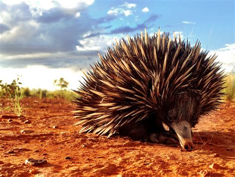 Short-beaked Echidna (Tachyglossus aculeatus) Photo taken on Autumnvale ...