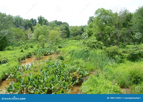 Green Plants in Muddy Water in Swamp or Wetland Stock Image - Image of ...