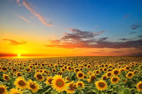 80+ 4K Ultra HD Sunflower Wallpapers | Background Images