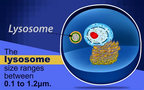 What do lysosome do