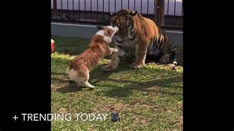 Dog & Tiger Play Fight 🤯 - YouTube