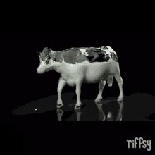 Bob The Holy Cow GIF - Bob The Holy Cow - Discover & Share GIFs